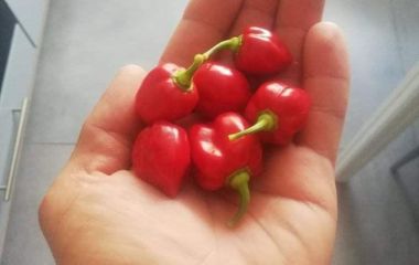 Ваші рецепти. Укус беззубого ведмедя (соус з хабанеро)
