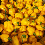 Свіжий перець Trinidad Scorpion жовтий, 300 г (передзамовлення) | FieryFox