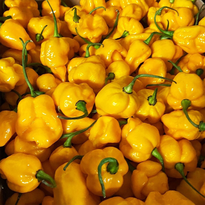 Свіжий перець Trinidad Scorpion жовтий, 300 г (передзамовлення) | FieryFox