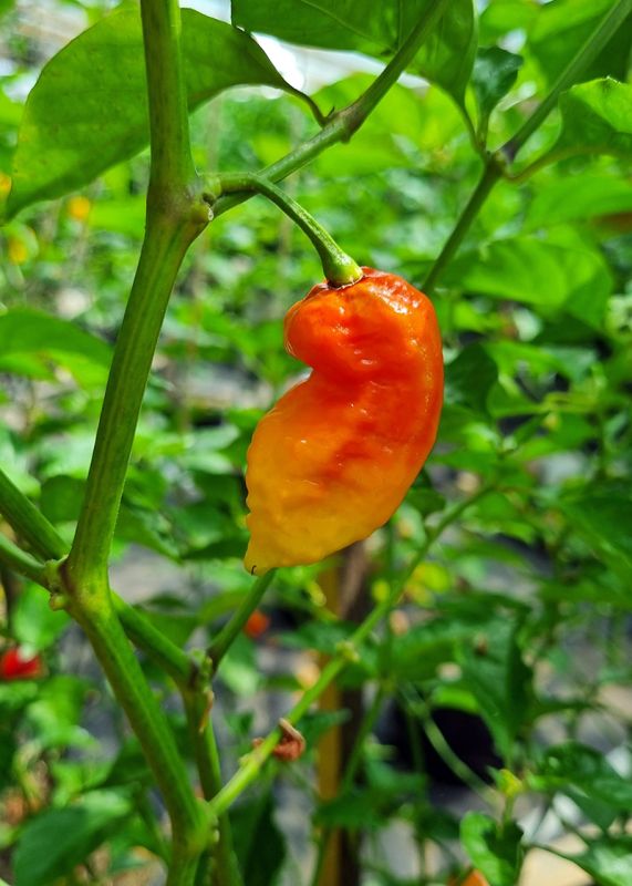 Насіння гострого перцю 7 Pot Infinity, 5 штук