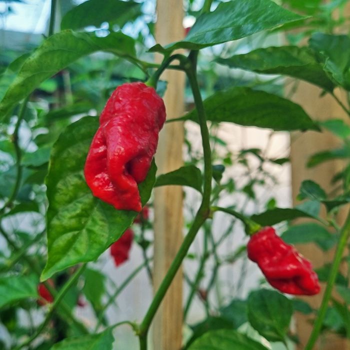 Насіння гострого перцю 7 Pot Infinity, 5 штук