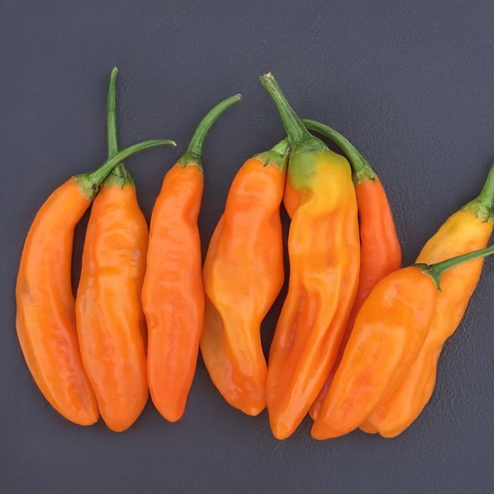 Насіння гострого перцю Aji Amarillo, 5 штук