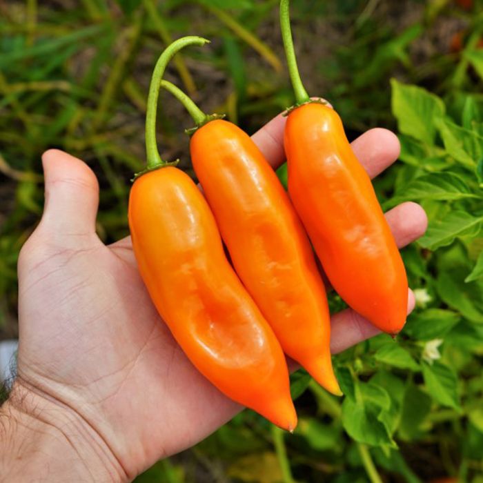 Насіння гострого перцю Aji Amarillo, 5 штук