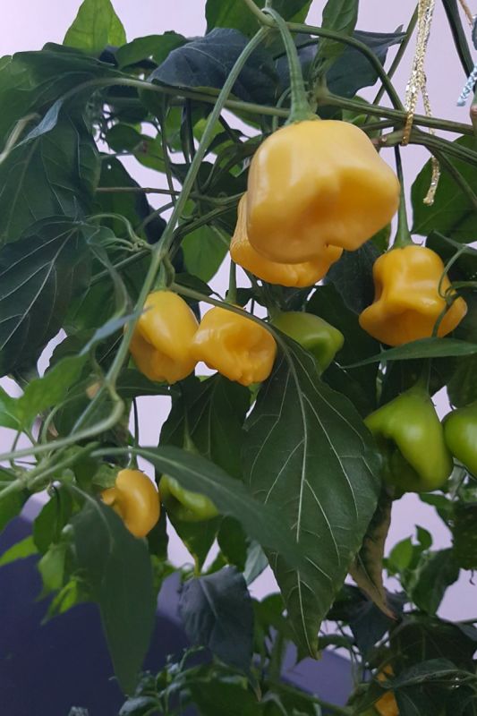 Насіння гострого перцю Aji Fantasy, 5 штук