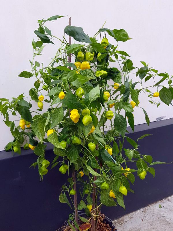 Насіння гострого перцю Aji Fantasy, 5 штук