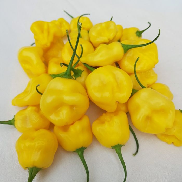Насіння гострого перцю Aji Fantasy, 5 штук