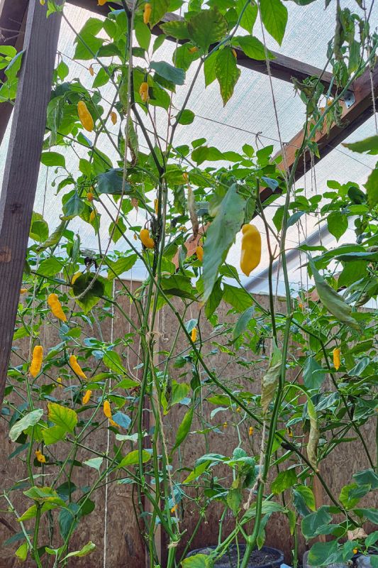 Насіння гострого перцю Yellow Naga Bhut Jolokia, 5 штук