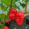 Насіння гострого перцю Bigfoot Red, 5 штук