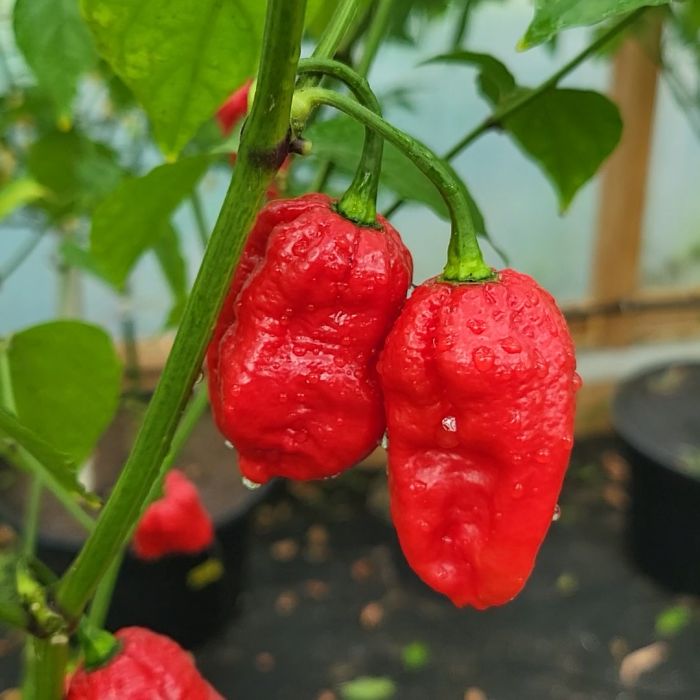 Насіння гострого перцю Bigfoot Red, 5 штук