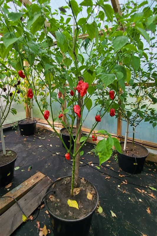 Насіння гострого перцю Bigfoot Red, 5 штук