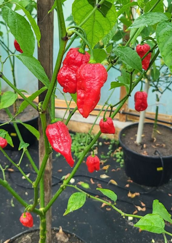 Насіння гострого перцю Bigfoot Red, 5 штук