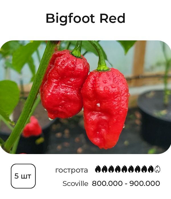 Насіння гострого перцю Bigfoot Red, 5 штук