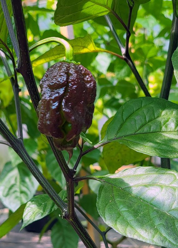 Насіння гострого перцю Black Congo, 5 штук