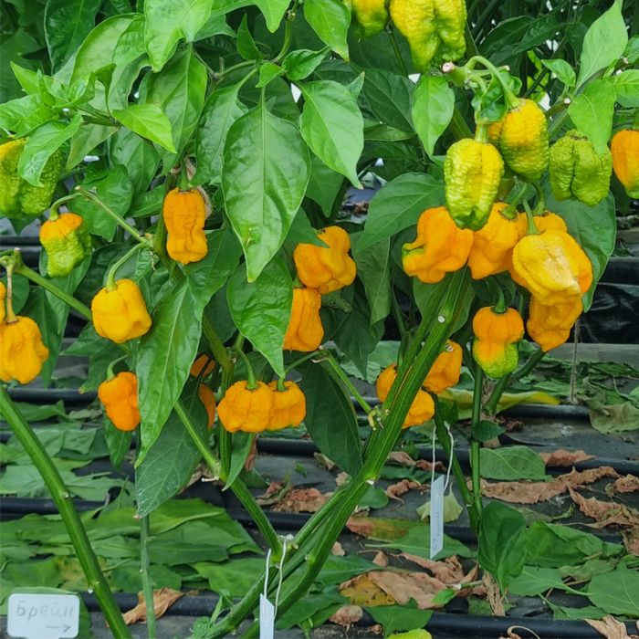 Насіння гострого перцю Yellow Brain Strain / Yellow 7 Pot, 5 штук