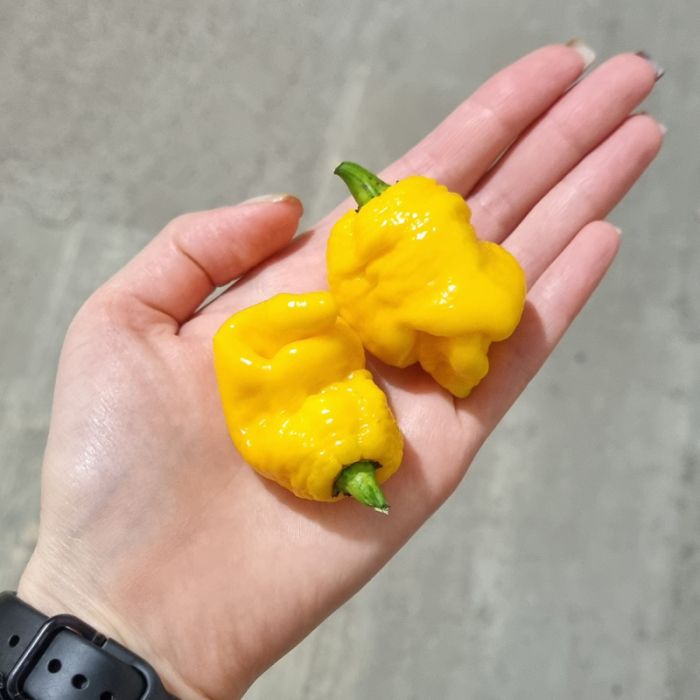 Насіння гострого перцю Yellow Brain Strain / Yellow 7 Pot, 5 штук