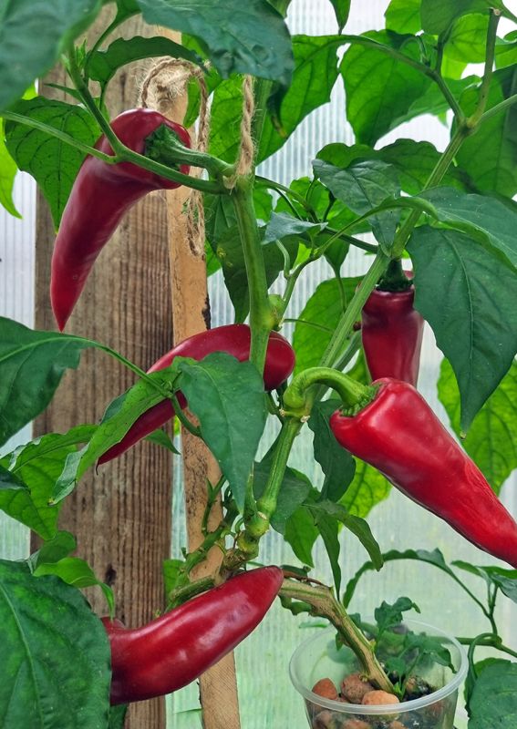 Насіння Serrano Cajohn's, 5 штук