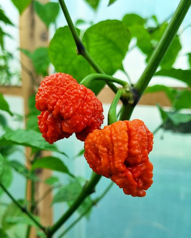 Насіння гострого перцю Caramel 7 Pot Brain Strain, 5 штук