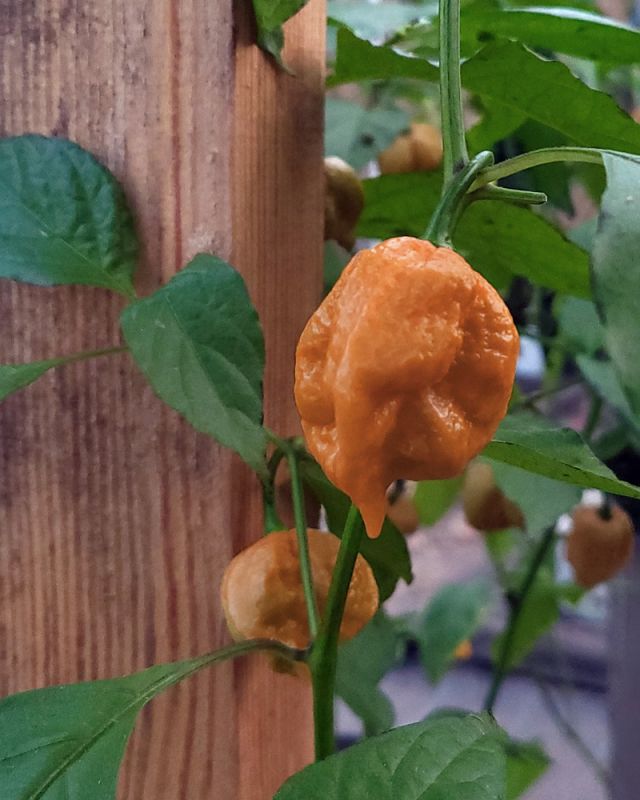 Насіння гострого перцю Carolina Reaper Caramel, 5 штук