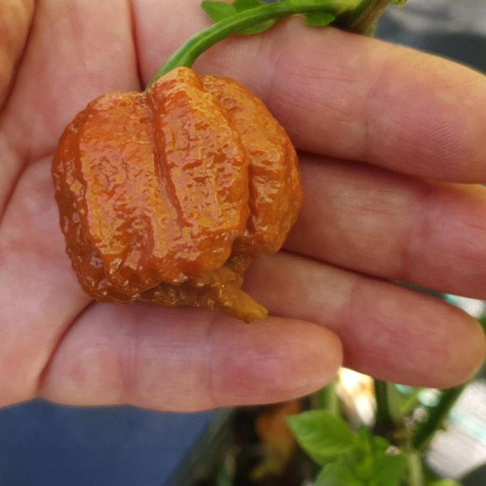 Насіння гострого перцю Carolina Reaper Caramel, 5 штук