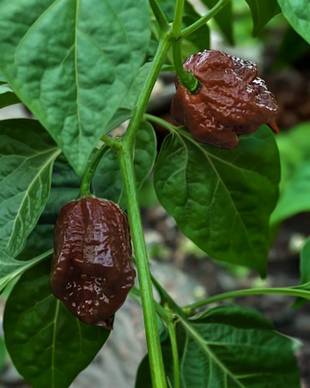 Насіння гострого перцю Carolina Reaper Chocolate, 5 штук