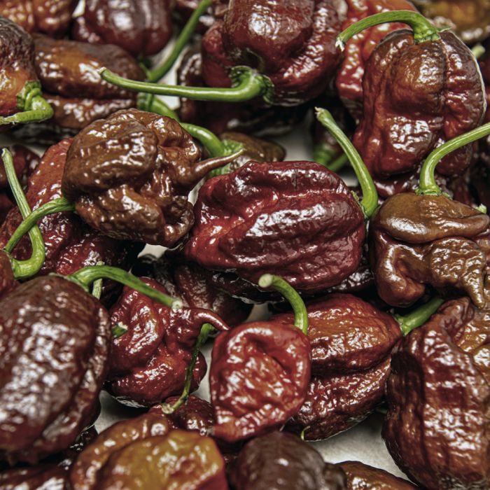 Насіння гострого перцю Carolina Reaper Chocolate, 5 штук