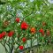Насіння гострого перцю Carolina Reaper, 5 штук