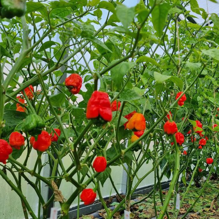 Насіння гострого перцю Carolina Reaper, 5 штук