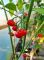 Насіння гострого перцю Cherry Habanero, 5 штук