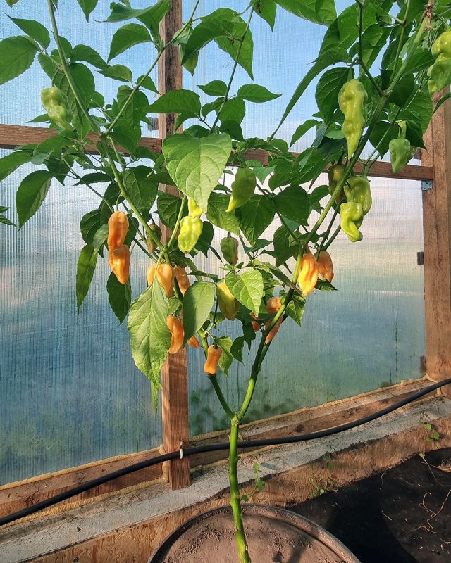 Насіння гострого перцю Devil’s Tongue Peach, 5 штук
