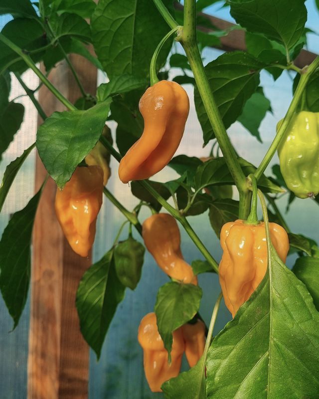 Насіння гострого перцю Devil’s Tongue Peach, 5 штук