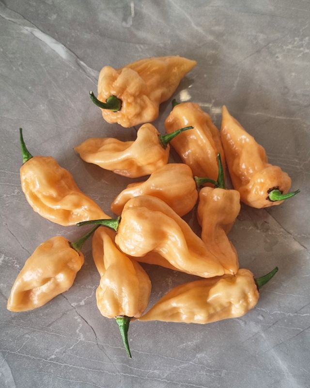 Насіння гострого перцю Devil’s Tongue Peach, 5 штук