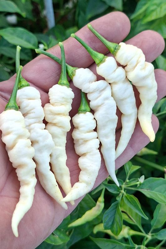 Насіння гострого перцю Faddas White, 5 штук