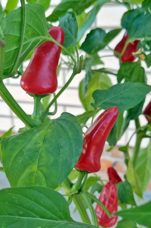 Насіння гострого перцю Fresno Red, 5 штук
