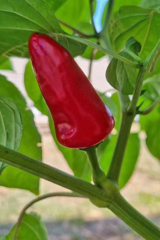 Насіння гострого перцю Fresno Red, 5 штук