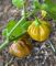 Насіння гострого перцю Gold Scotch Bonnet, 5 штук