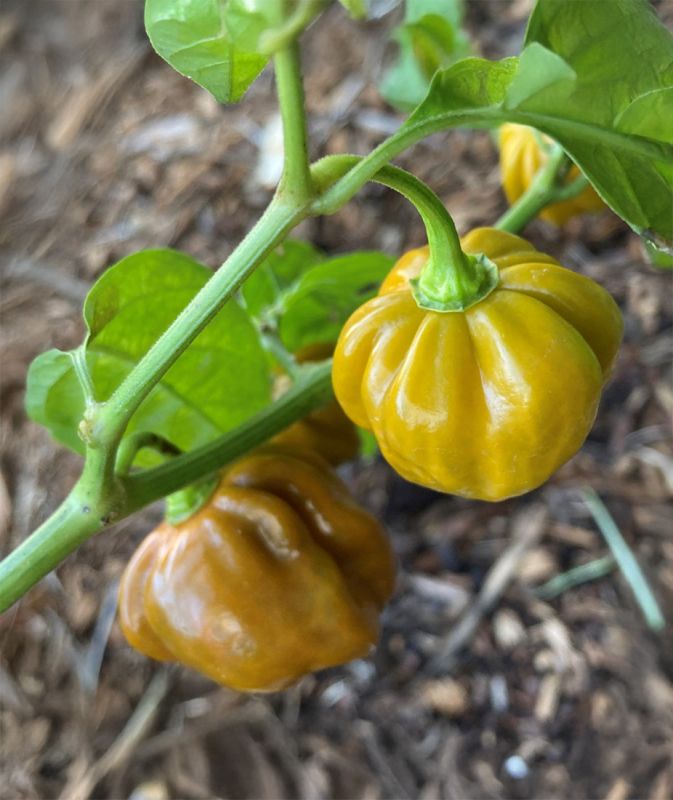 Насіння гострого перцю Gold Scotch Bonnet, 5 штук