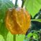 Насіння гострого перцю Gold Scotch Bonnet, 5 штук