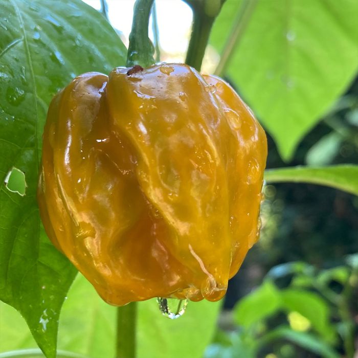 Насіння гострого перцю Gold Scotch Bonnet, 5 штук