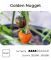Насіння гострого перцю Golden Nugget, 5 штук