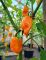 Насіння гострого перцю Habanero Orange, 5 штук