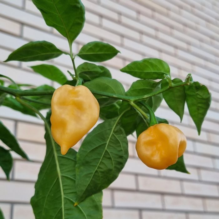 Насіння гострого перцю Peach Habanero, 5 штук