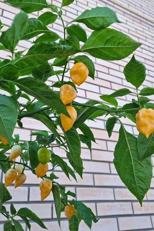 Насіння гострого перцю Peach Habanero, 5 штук