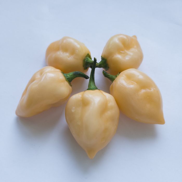 Насіння гострого перцю Peach Habanero, 5 штук