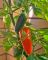 Насіння гострого перцю Jalapeno Orange Spice, 5 штук