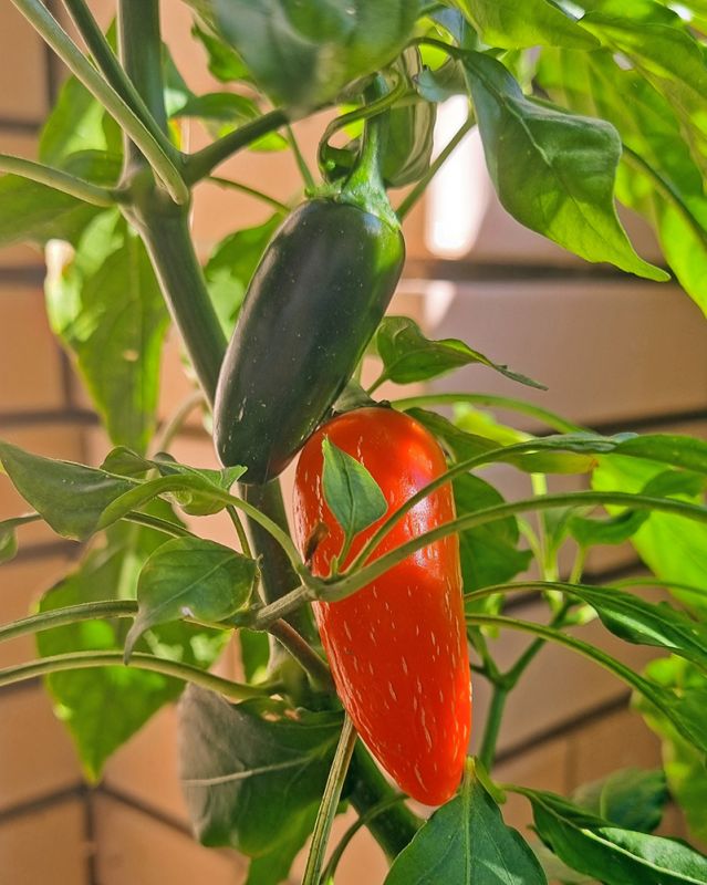 Насіння гострого перцю Jalapeno Orange Spice, 5 штук