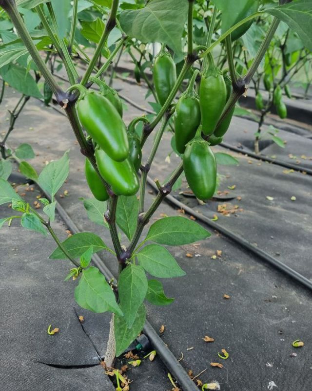 Насіння гострого перцю Jalapeno Traveler, 5 штук