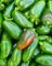 Насіння гострого перцю Jalapeno Traveler, 5 штук