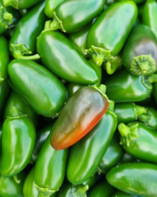 Насіння гострого перцю Jalapeno Traveler, 5 штук