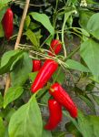 Насіння гострого перцю Jalapeno Tam, 5 штук
