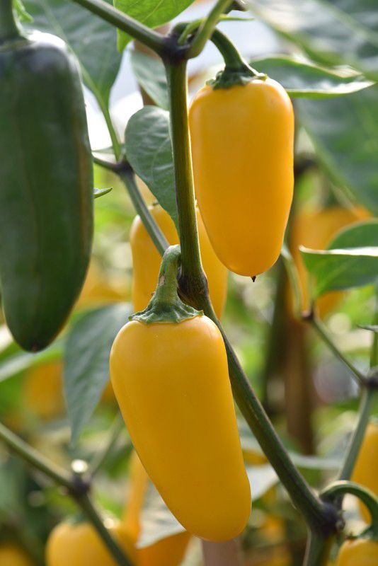 Насіння гострого перцю Jalapeno Yellow (Lemon Spice), 5 штук